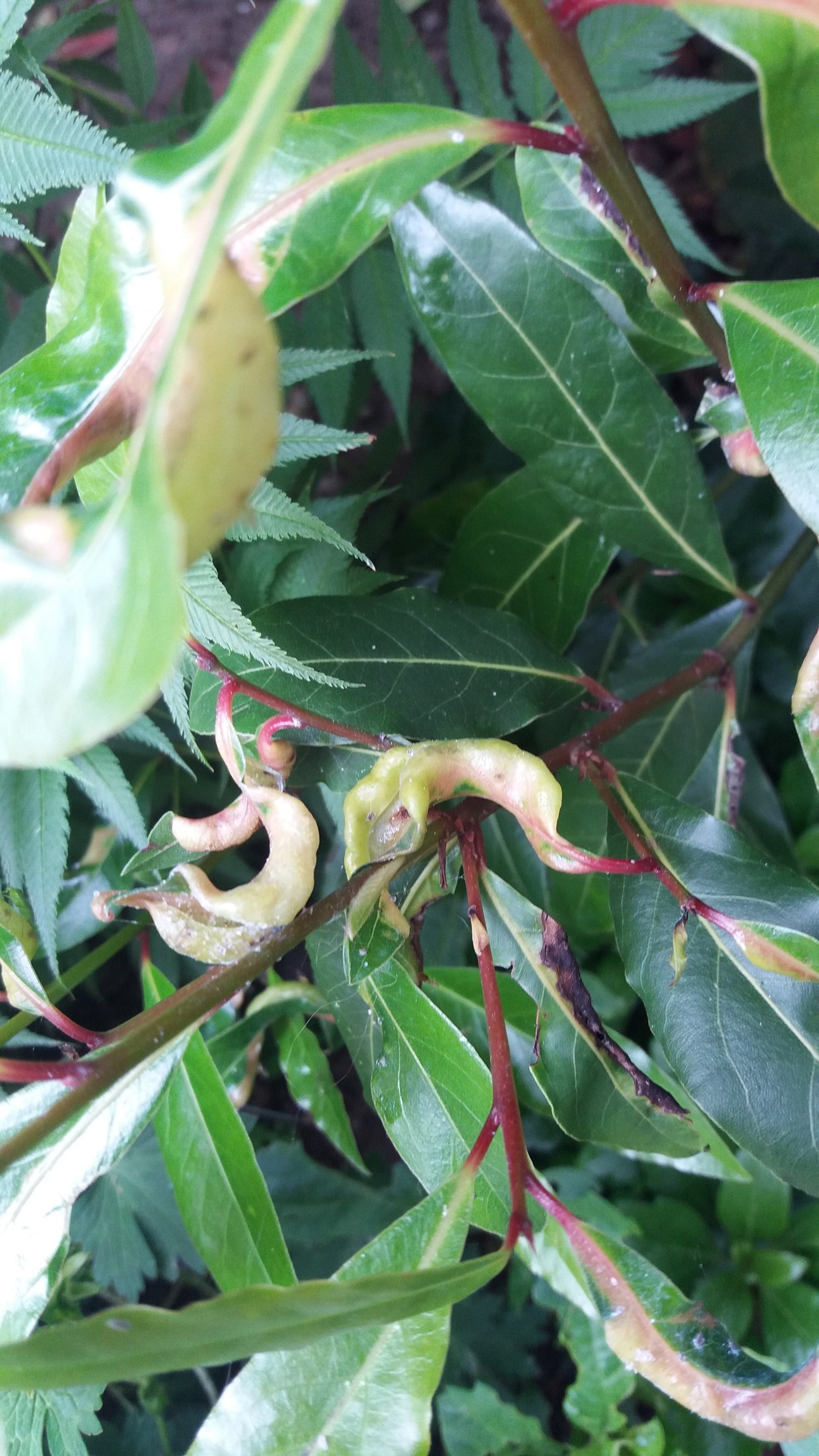 Bay Laurel Plant Diseases