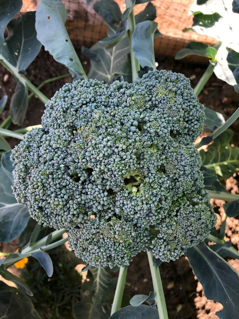 What’s eating my broccoli? — BBC Gardeners' World Magazine