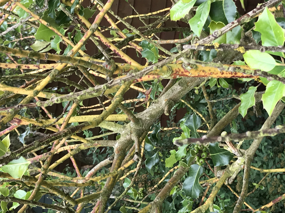 Can anyone tell me what has gone wrong with our holly tree. After a