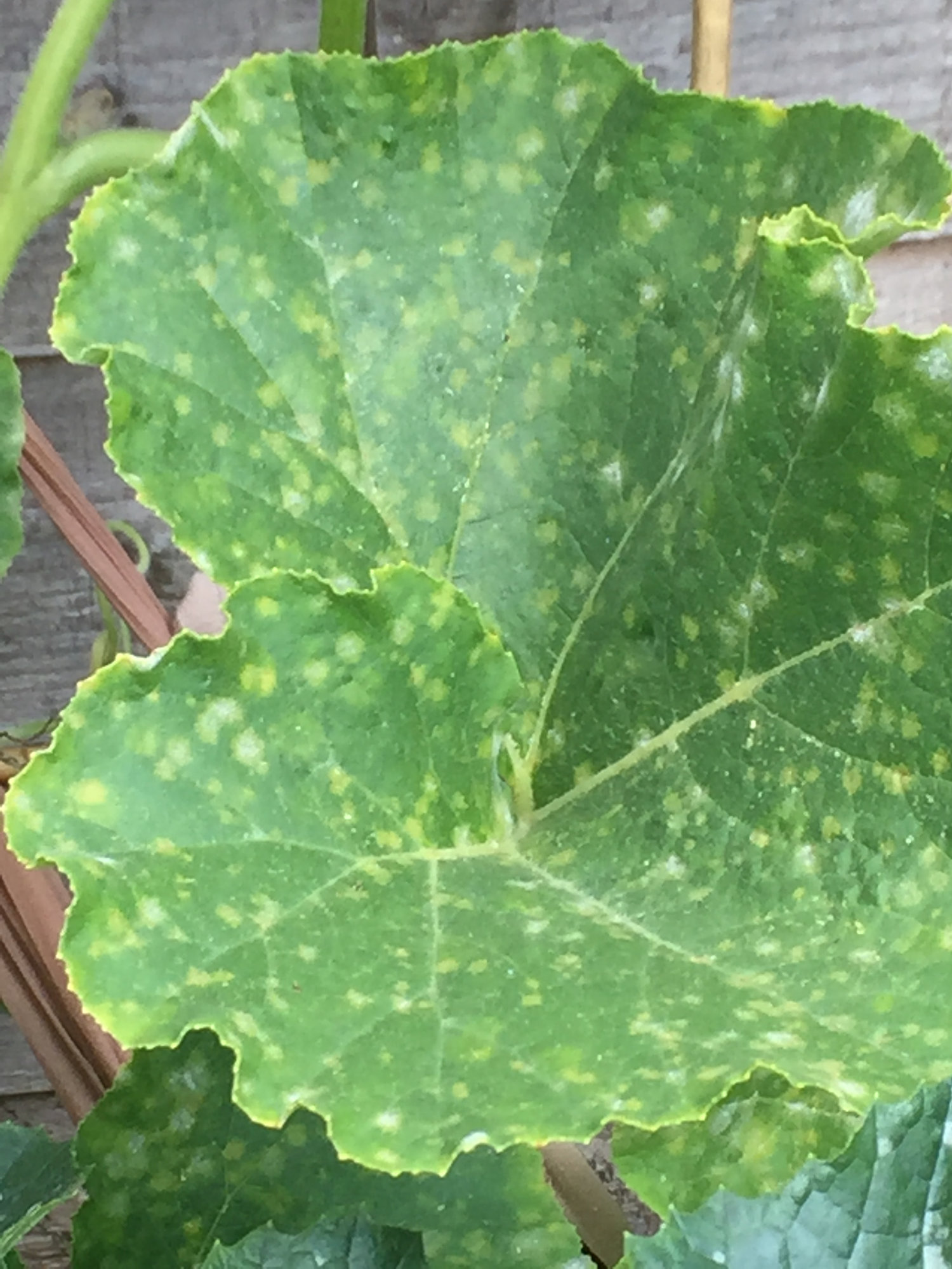 Squash in trouble! — BBC Gardeners' World Magazine