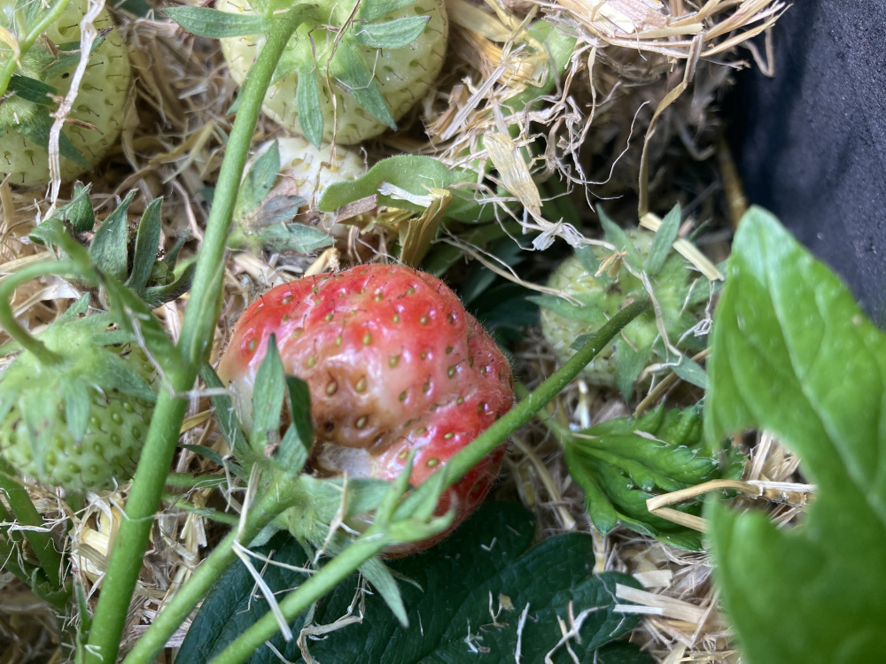 Rotting strawberries — BBC Gardeners' World Magazine