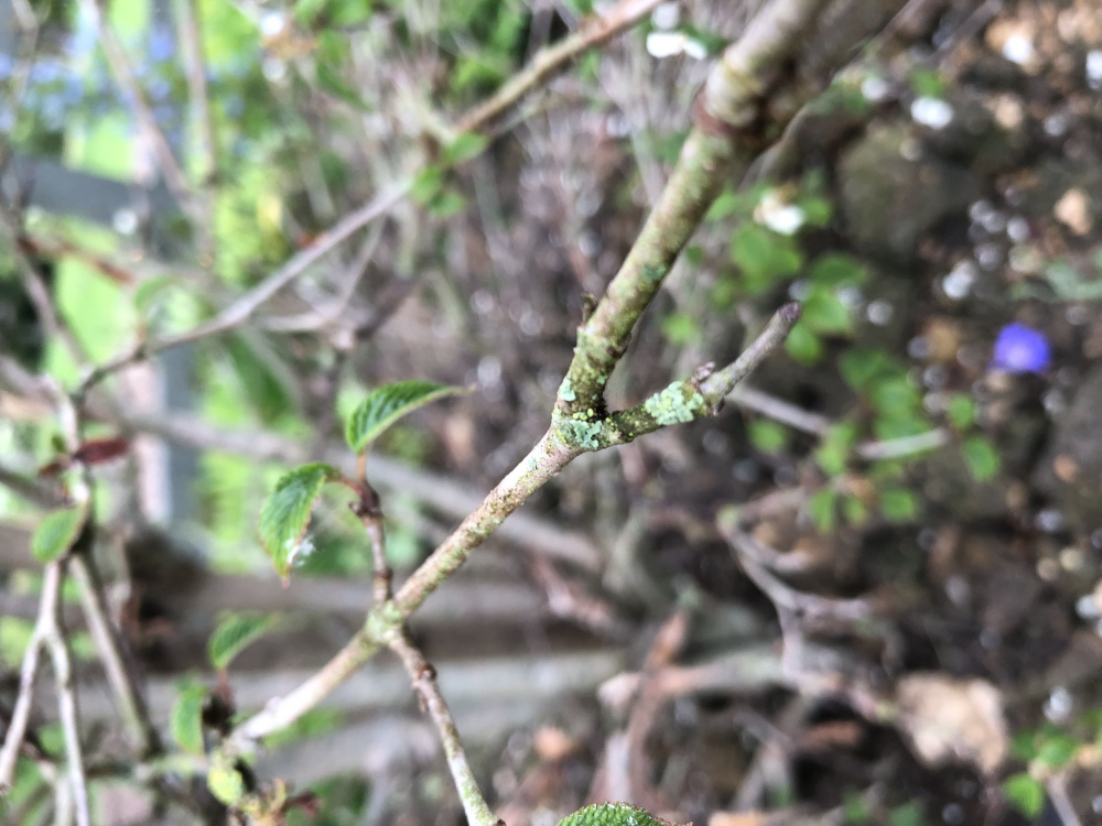 Viburnum Dying? Advice needed! — BBC Gardeners' World Magazine