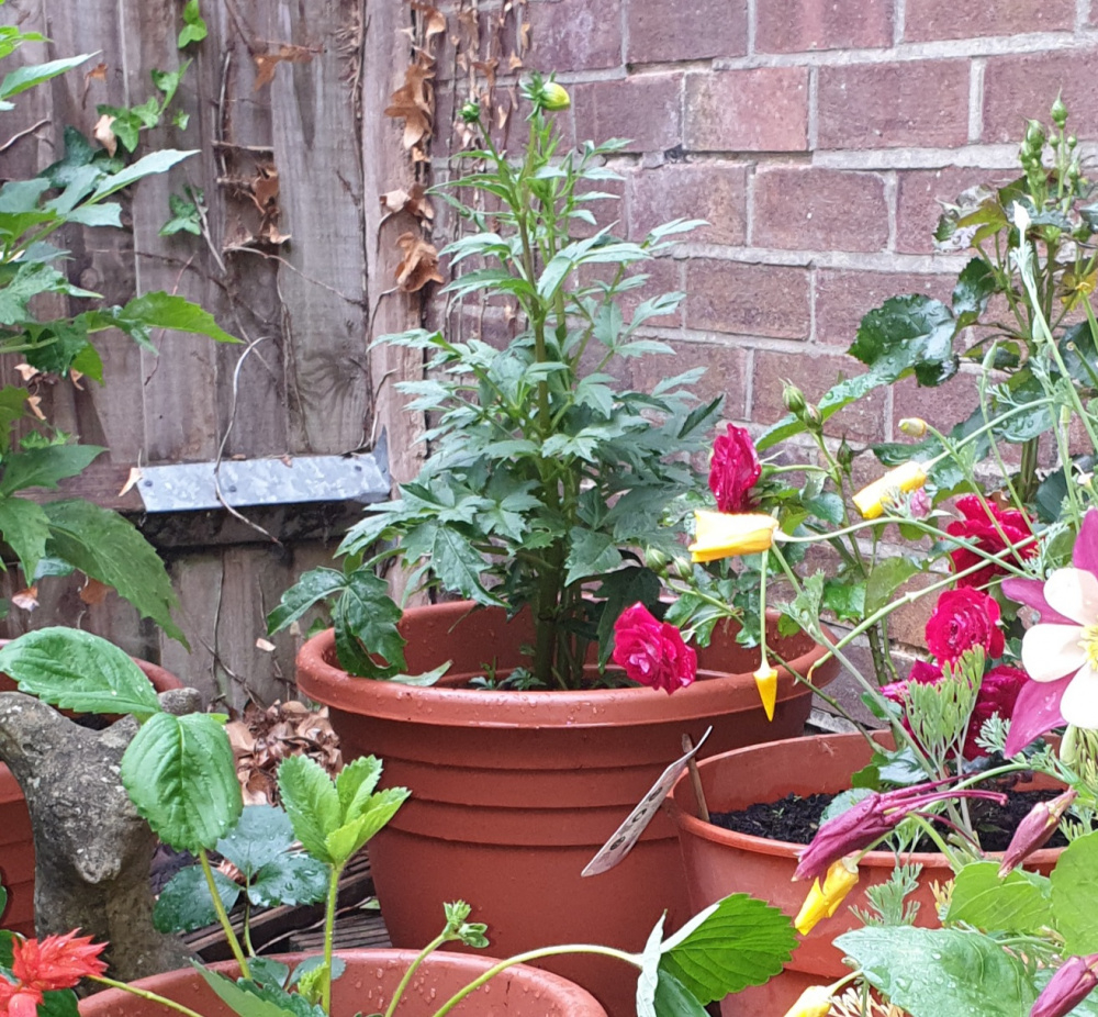 Dahlia wilting in full sun — BBC Gardeners' World Magazine