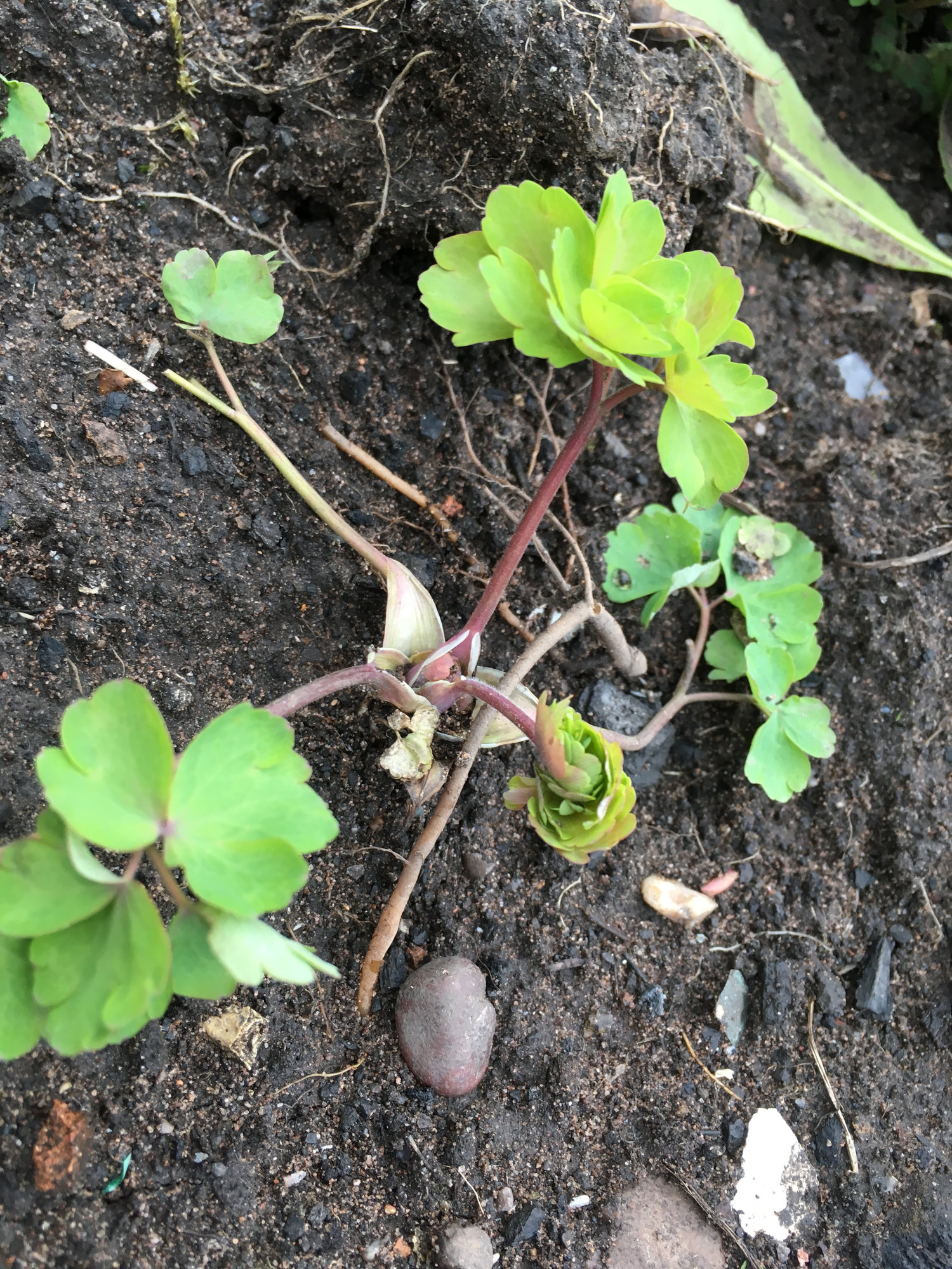 Is this anything to do with my Asparagus or is it a weed? — BBC