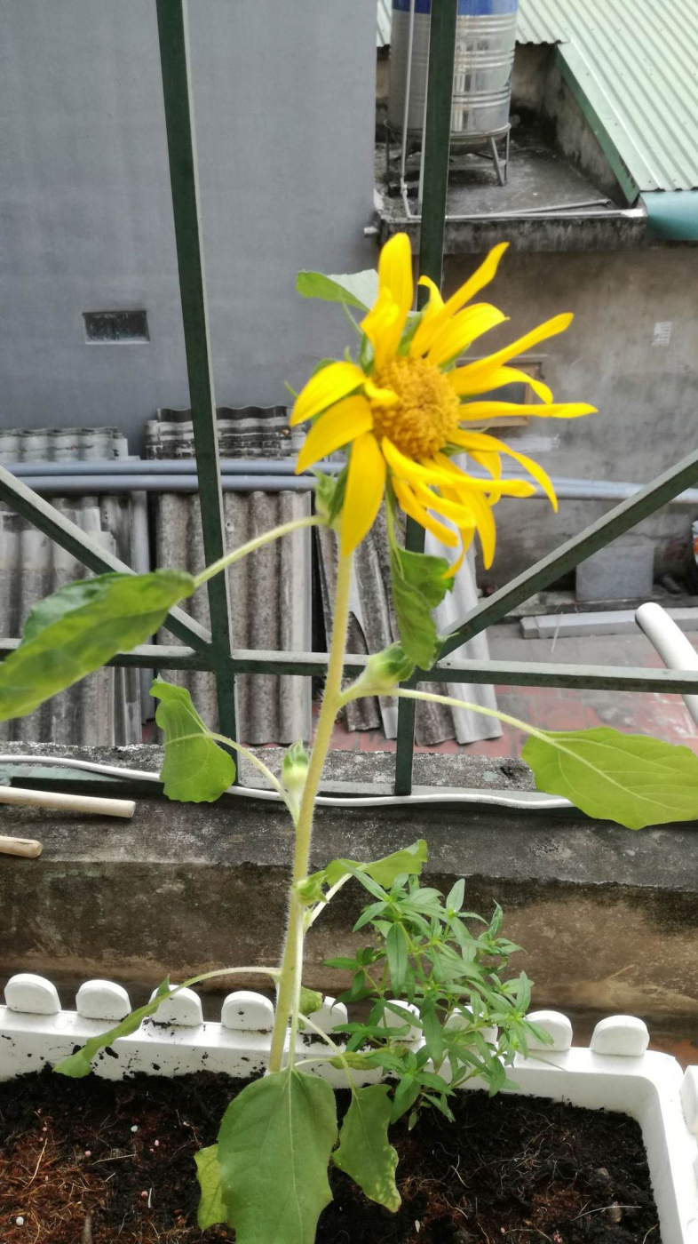 Help! Dwarf sunflower drooping/wilting.( — BBC Gardeners' World Magazine