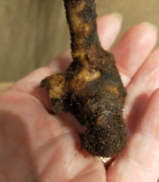 Planting my peony root — BBC Gardeners' World Magazine