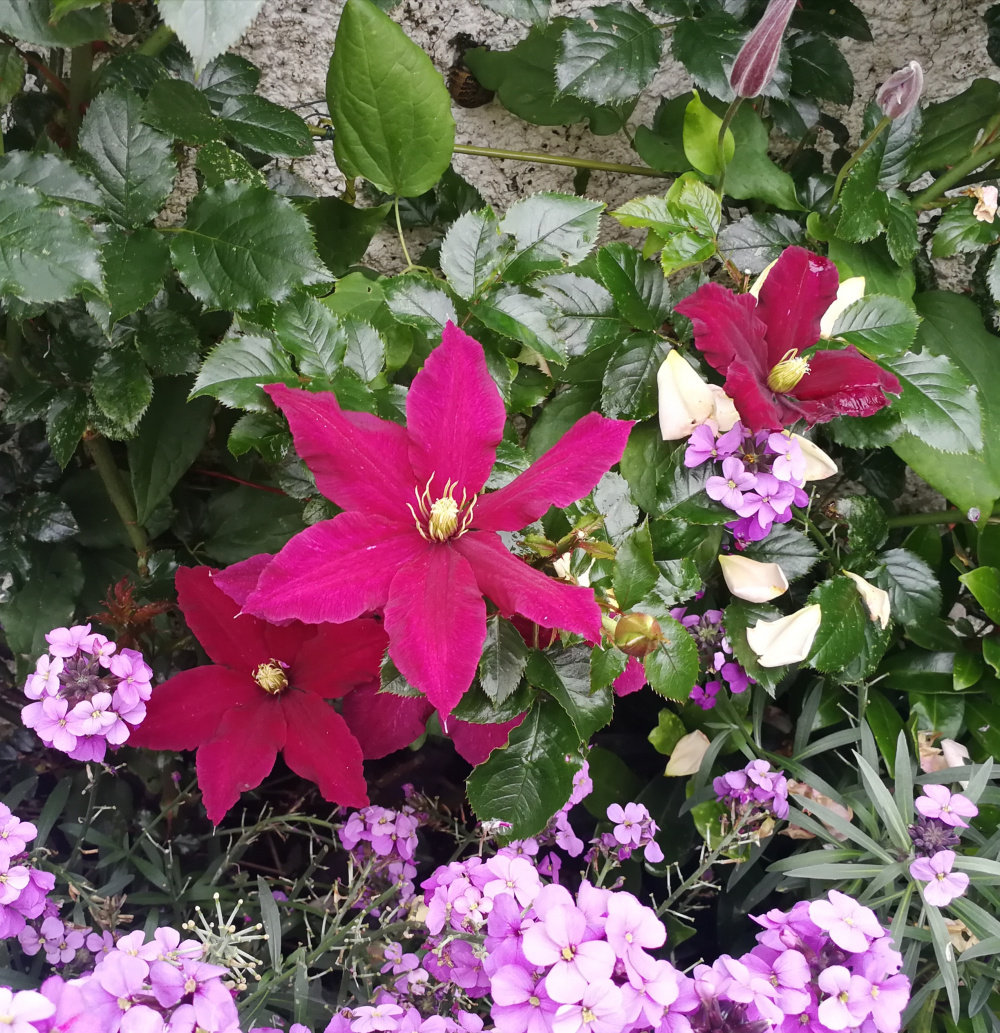 &hellip;the Clematis season&hellip; 2019&hellip; Page 25 — BBC