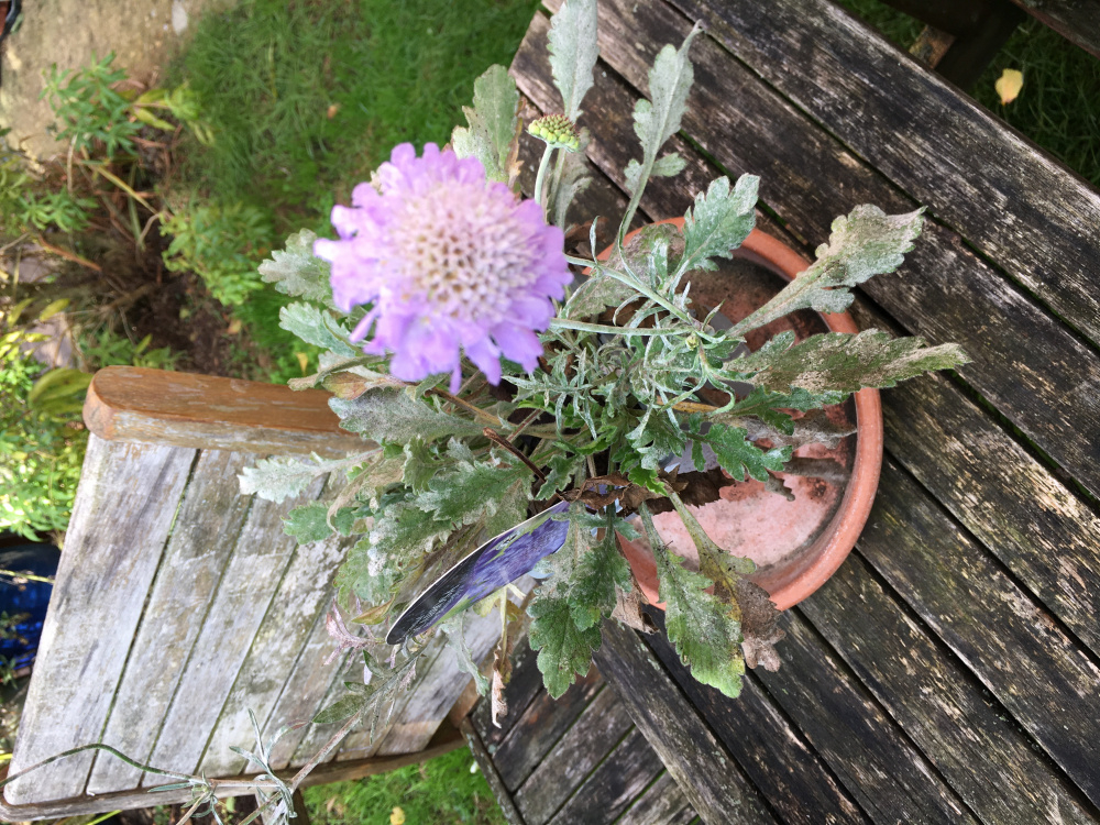 White fungus on plants? — BBC Gardeners' World Magazine