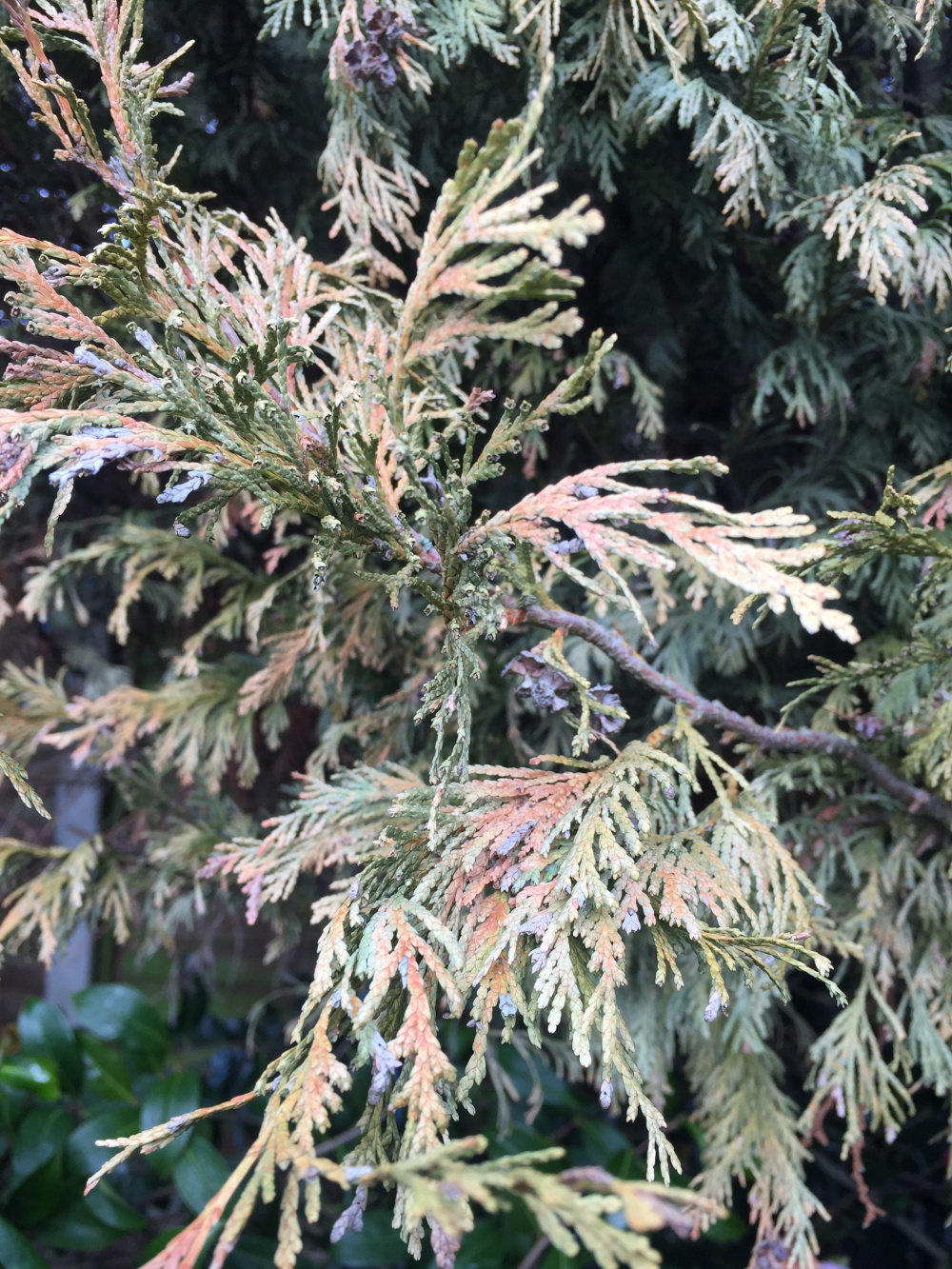 Conifer Dying — BBC Gardeners' World Magazine