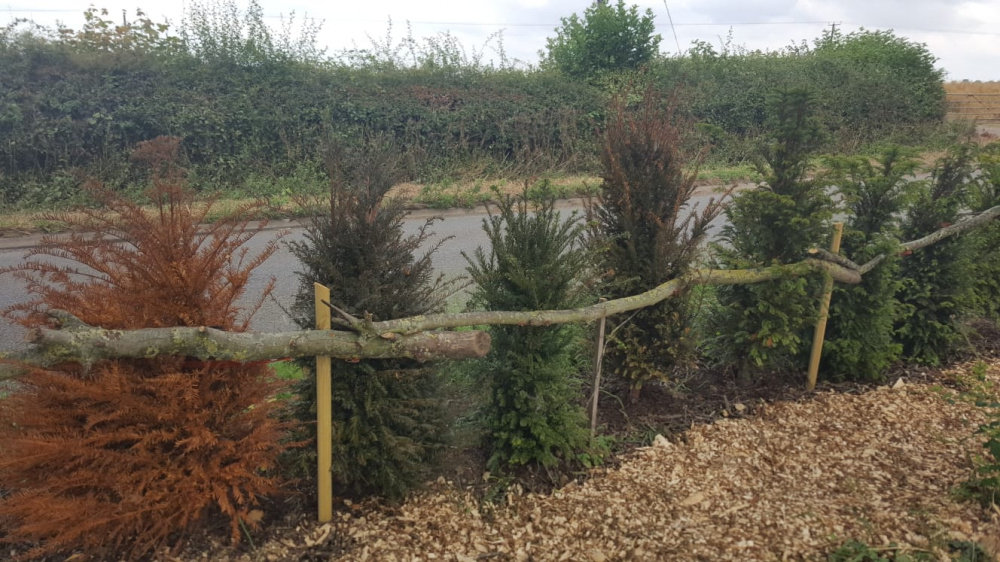 Yew Hedges not looking great! Help! — BBC Gardeners' World Magazine