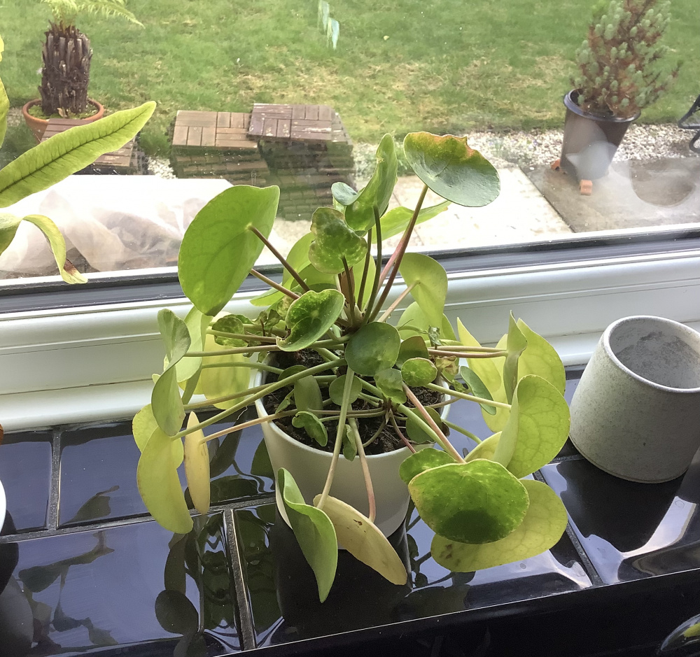 Money plant is turning yellow — BBC Gardeners' World Magazine