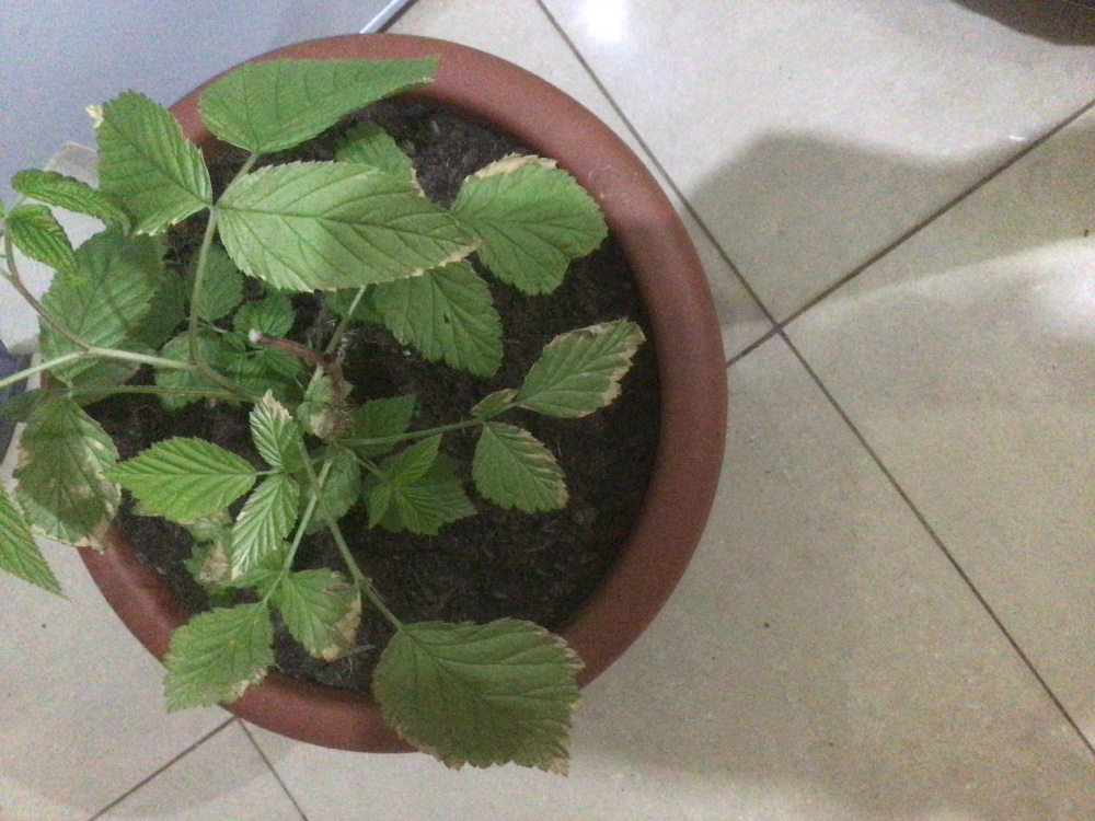 Raspberry plants leaves turning brown — BBC Gardeners' World Magazine