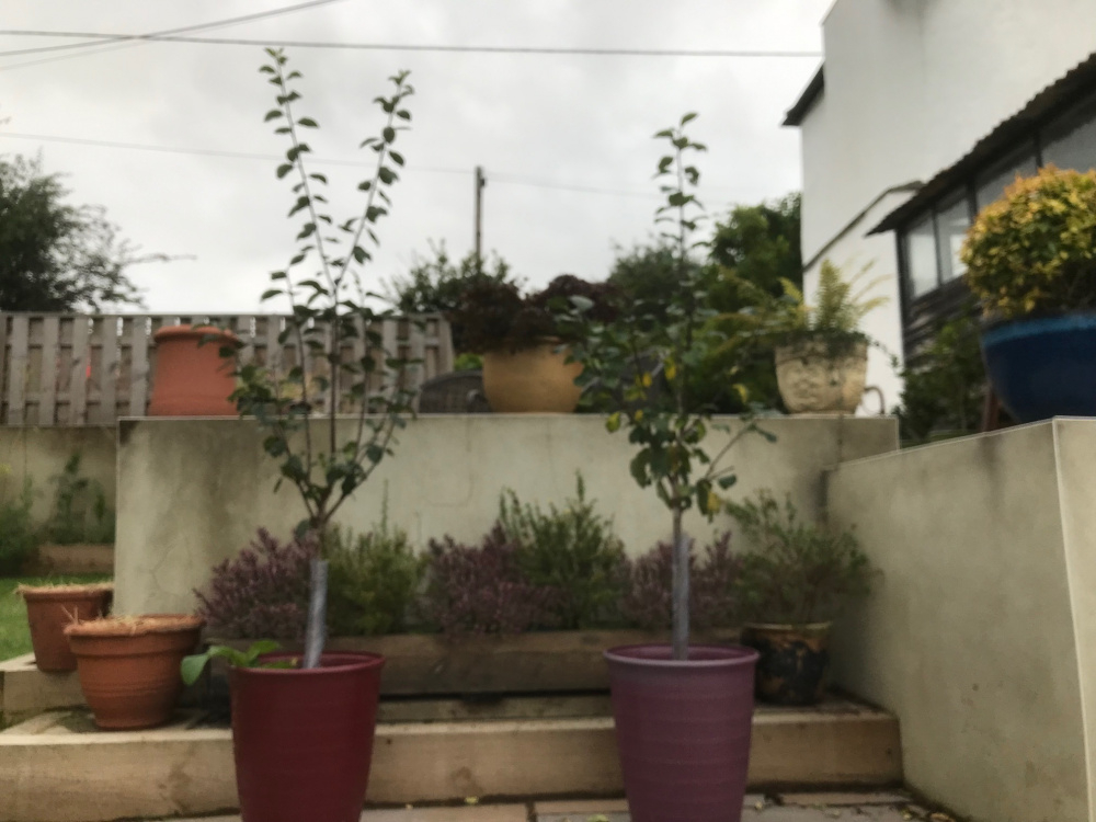 Should I prune these dwarf plum trees? — BBC Gardeners' World Magazine