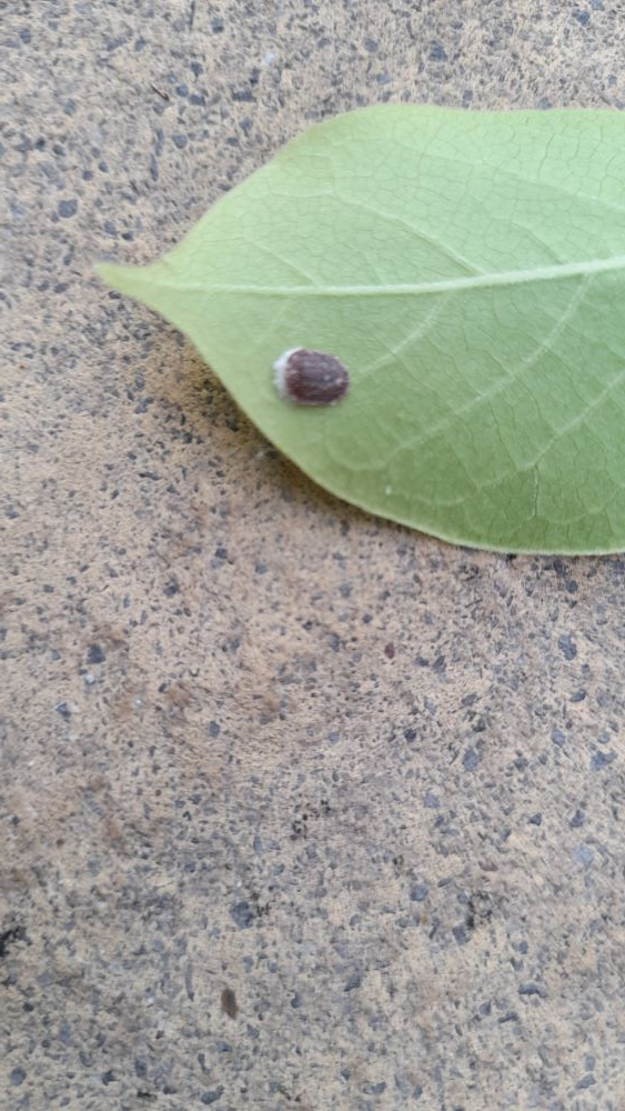 Magnolia problems — BBC Gardeners' World Magazine