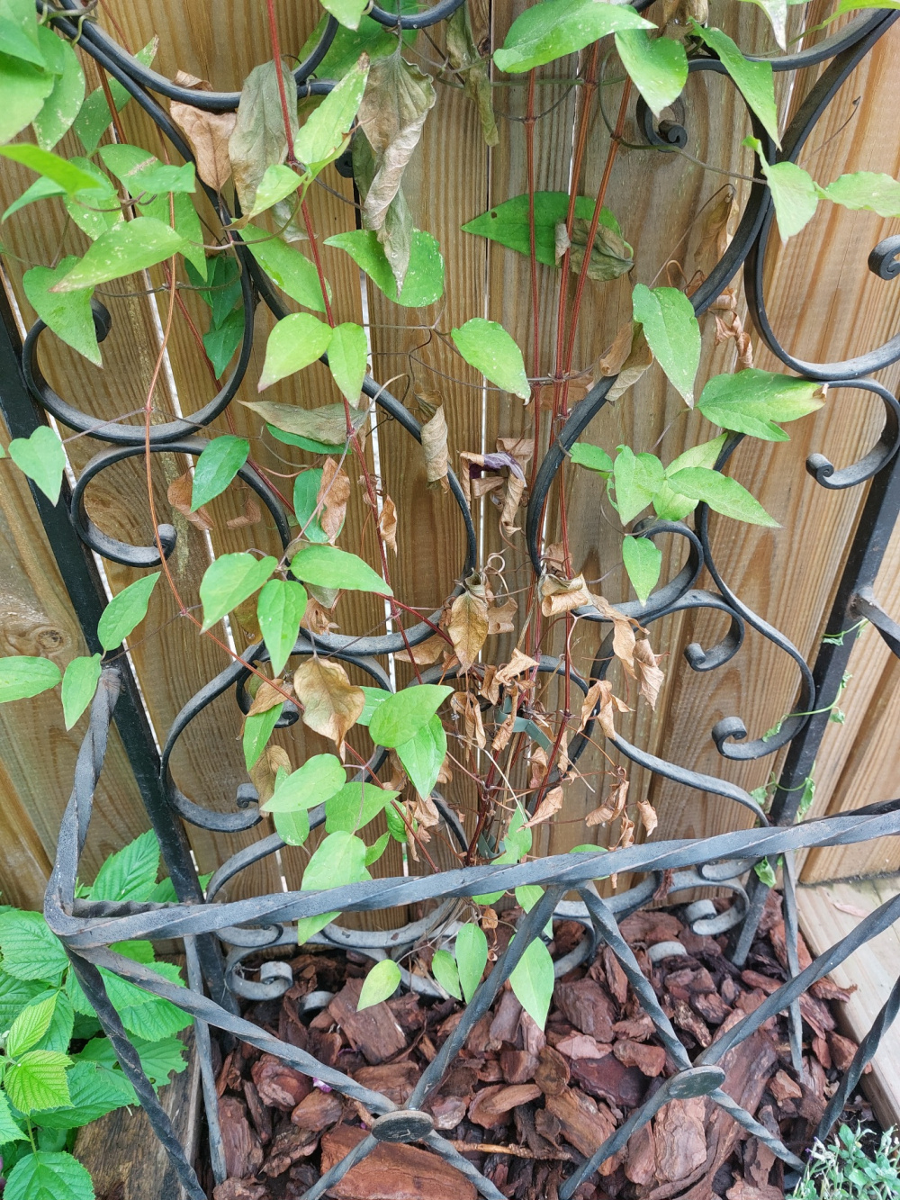 Clematis dying? — BBC Gardeners' World Magazine