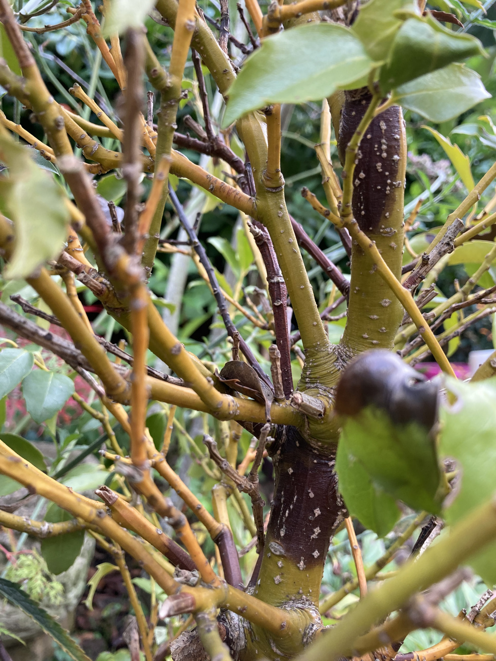 What's wrong with my Holly? — BBC Gardeners' World Magazine