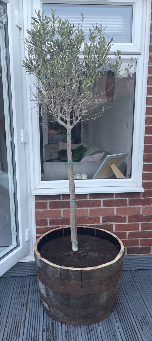 Olive Tree Guidance/Help — BBC Gardeners' World Magazine