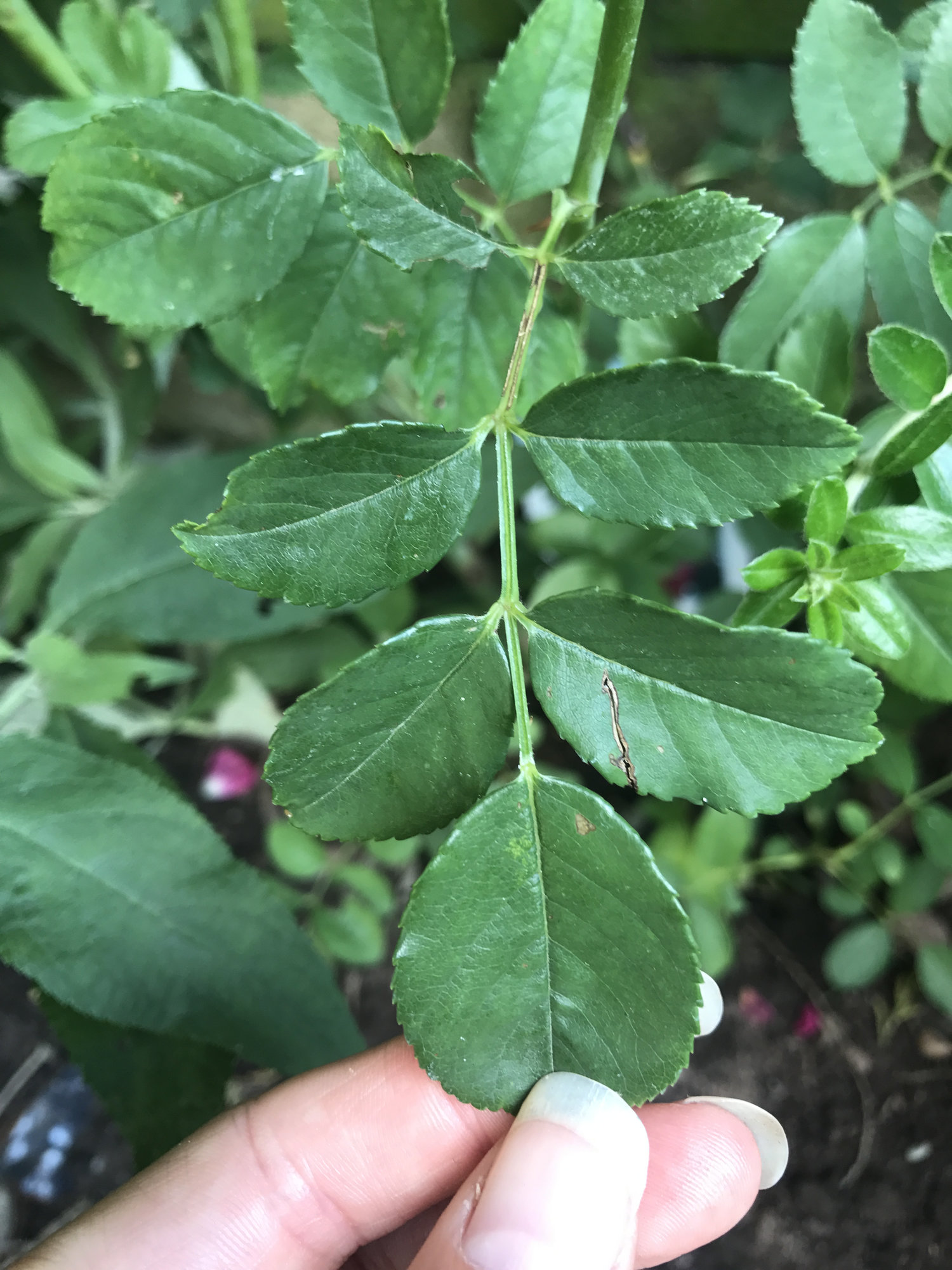 Drooping Rose Page 3 — BBC Gardeners' World Magazine