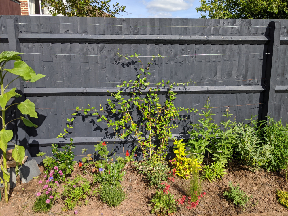 How to grow honeysuckle up a fence — BBC Gardeners' World Magazine