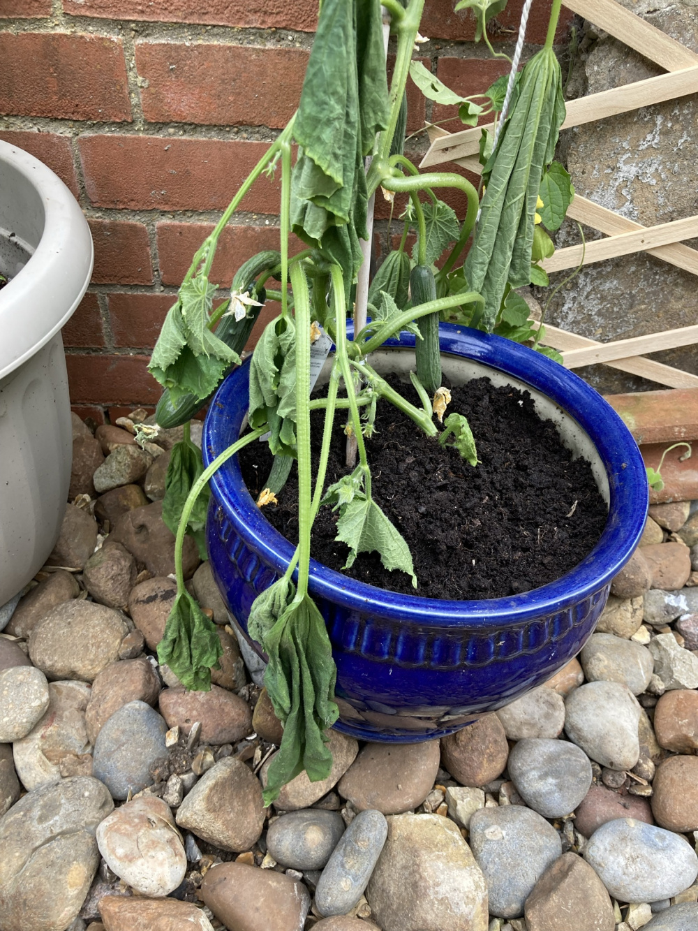 Drooping cucumber what has happened? — BBC Gardeners' World Magazine