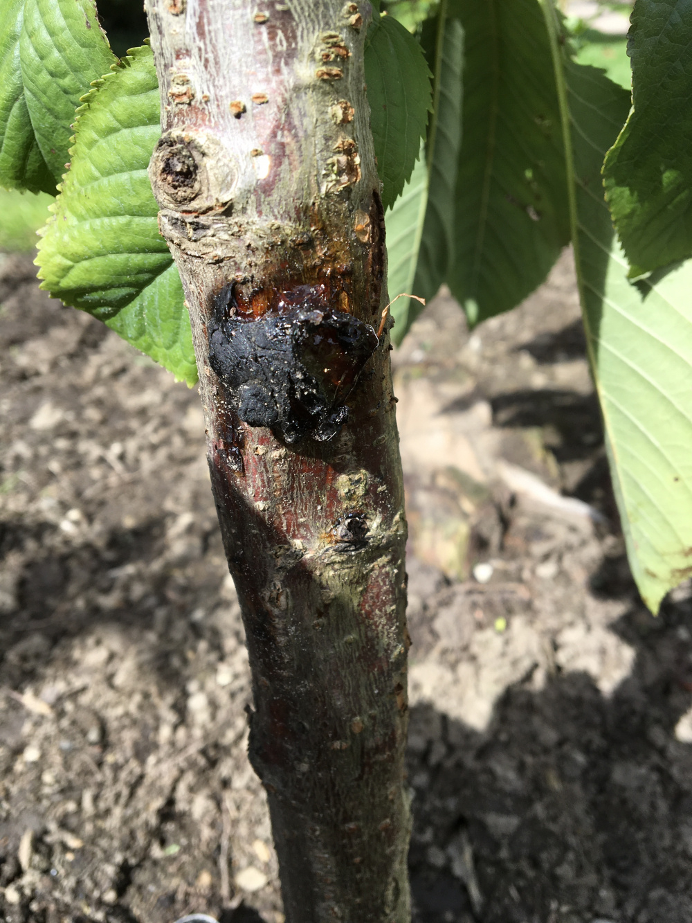 Cherry tree is bleeding what on Earth is this — BBC Gardeners' World