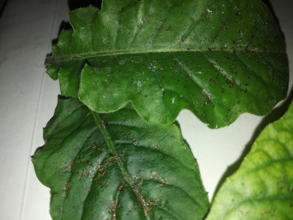 Small brown indented dots on Gerbera daisy leaves? — BBC Gardeners