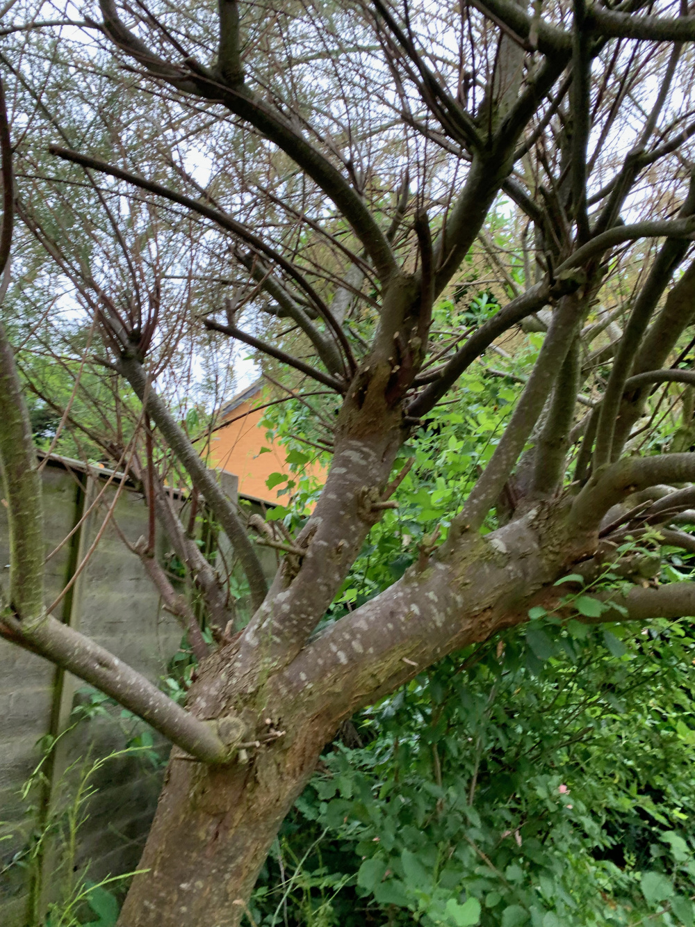 Tamarisk Tree Pruning (woody) — BBC Gardeners' World Magazine