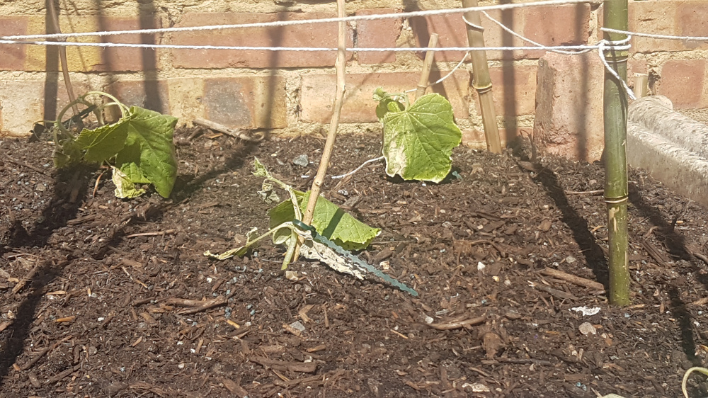 Cucumber plant dying — BBC Gardeners' World Magazine