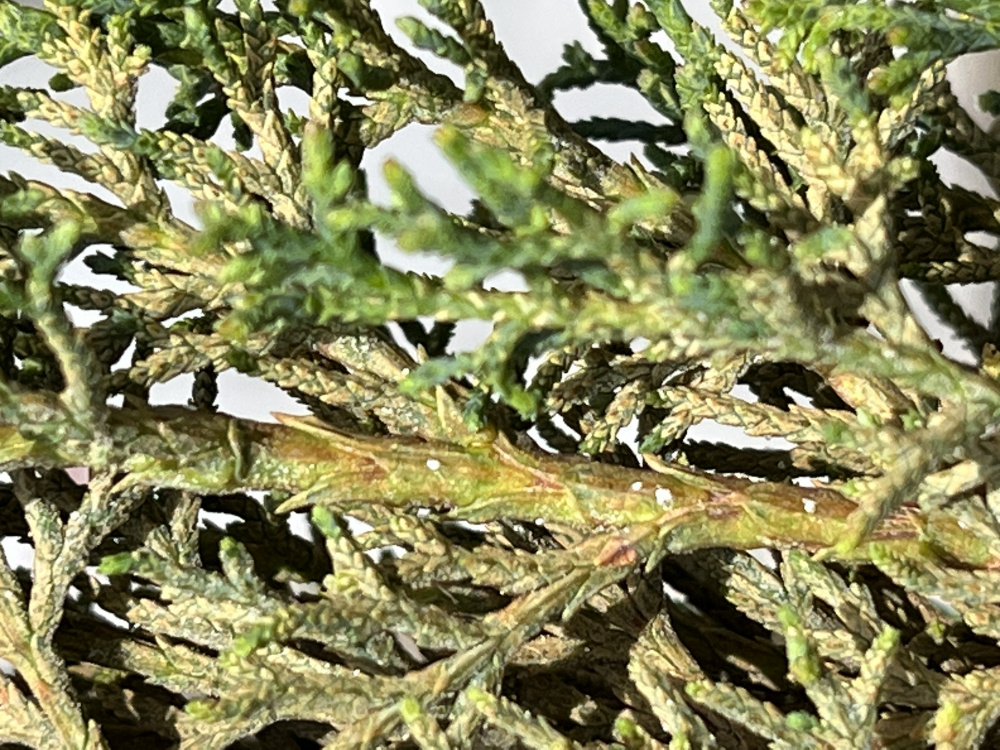 Italian Cypress Trees Dying — BBC Gardeners' World Magazine