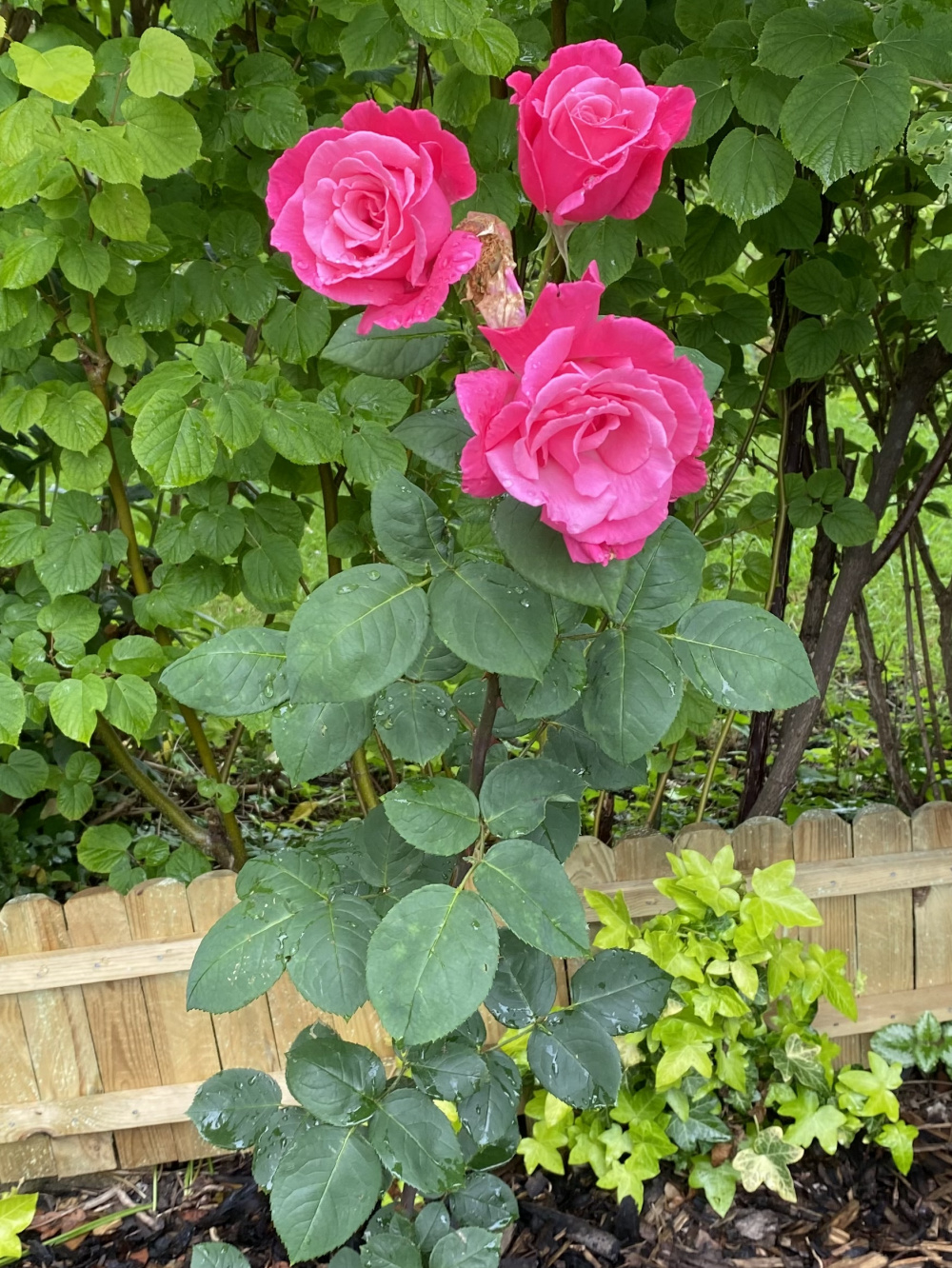 Rose identification — BBC Gardeners' World Magazine