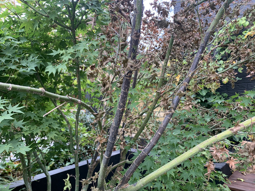 Acer branches dying off — BBC Gardeners' World Magazine