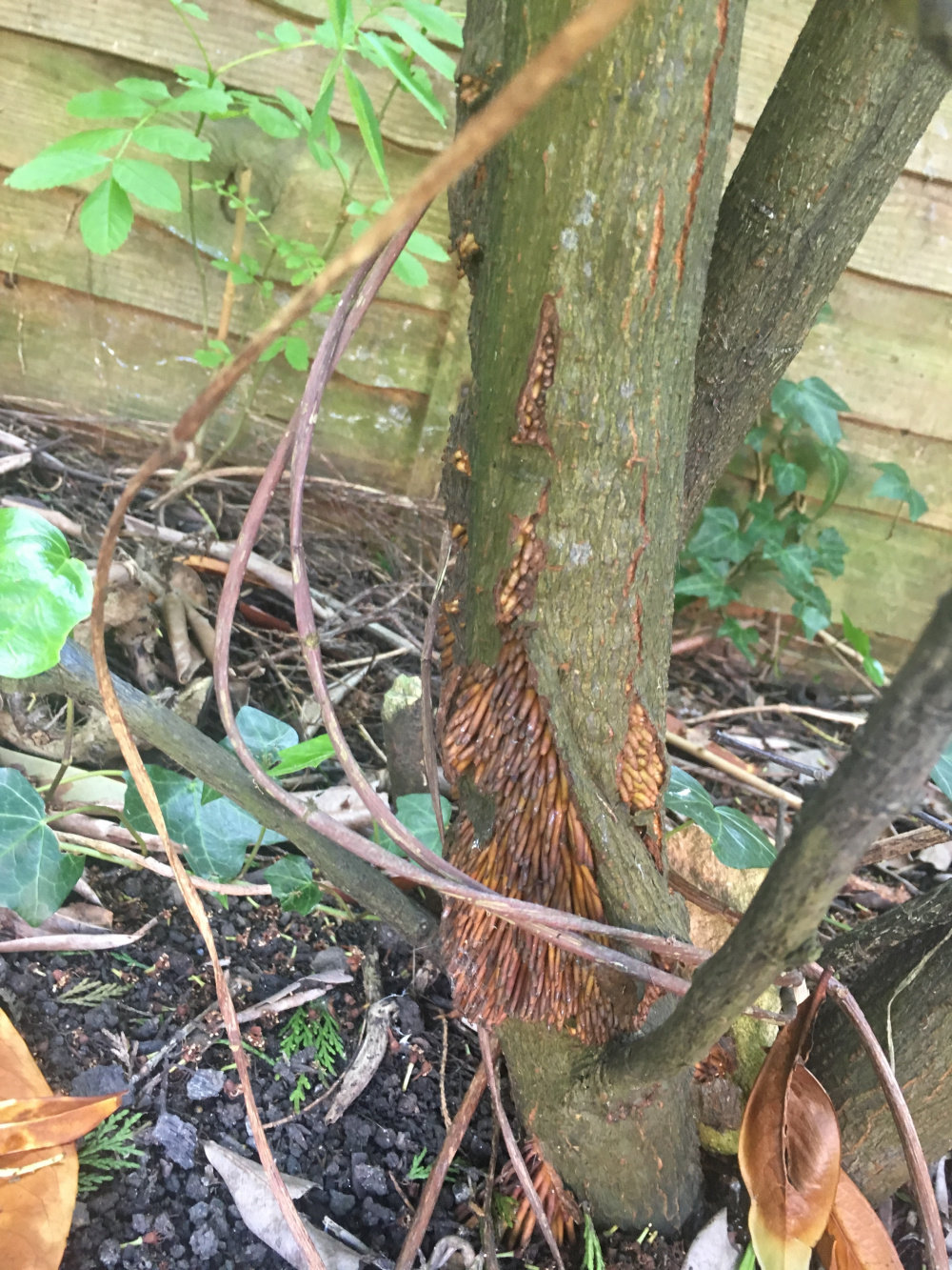 Unidentified Fungus on Laurel bark ??? BBC Gardeners' World Magazine