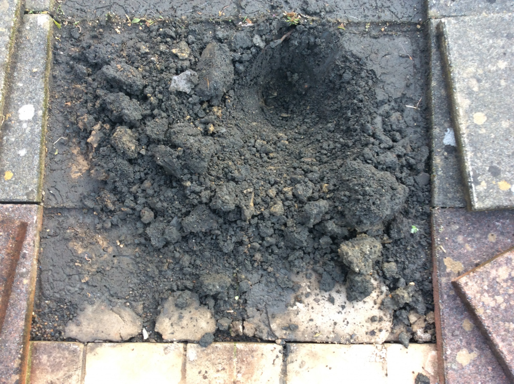 Advice needed taking up paving — BBC Gardeners' World Magazine