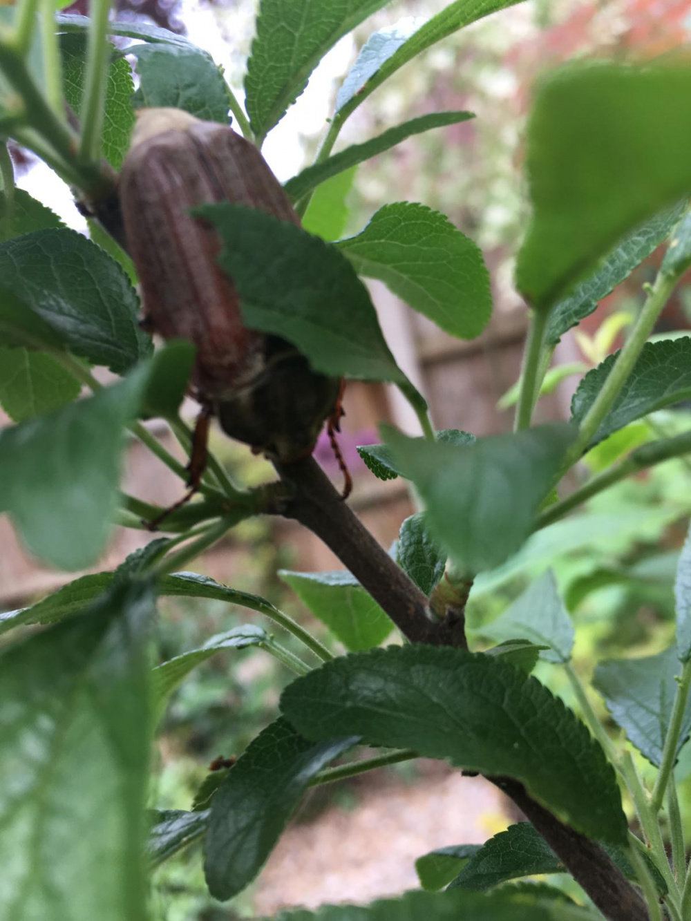 Whats this on my damson tree? — BBC Gardeners' World Magazine