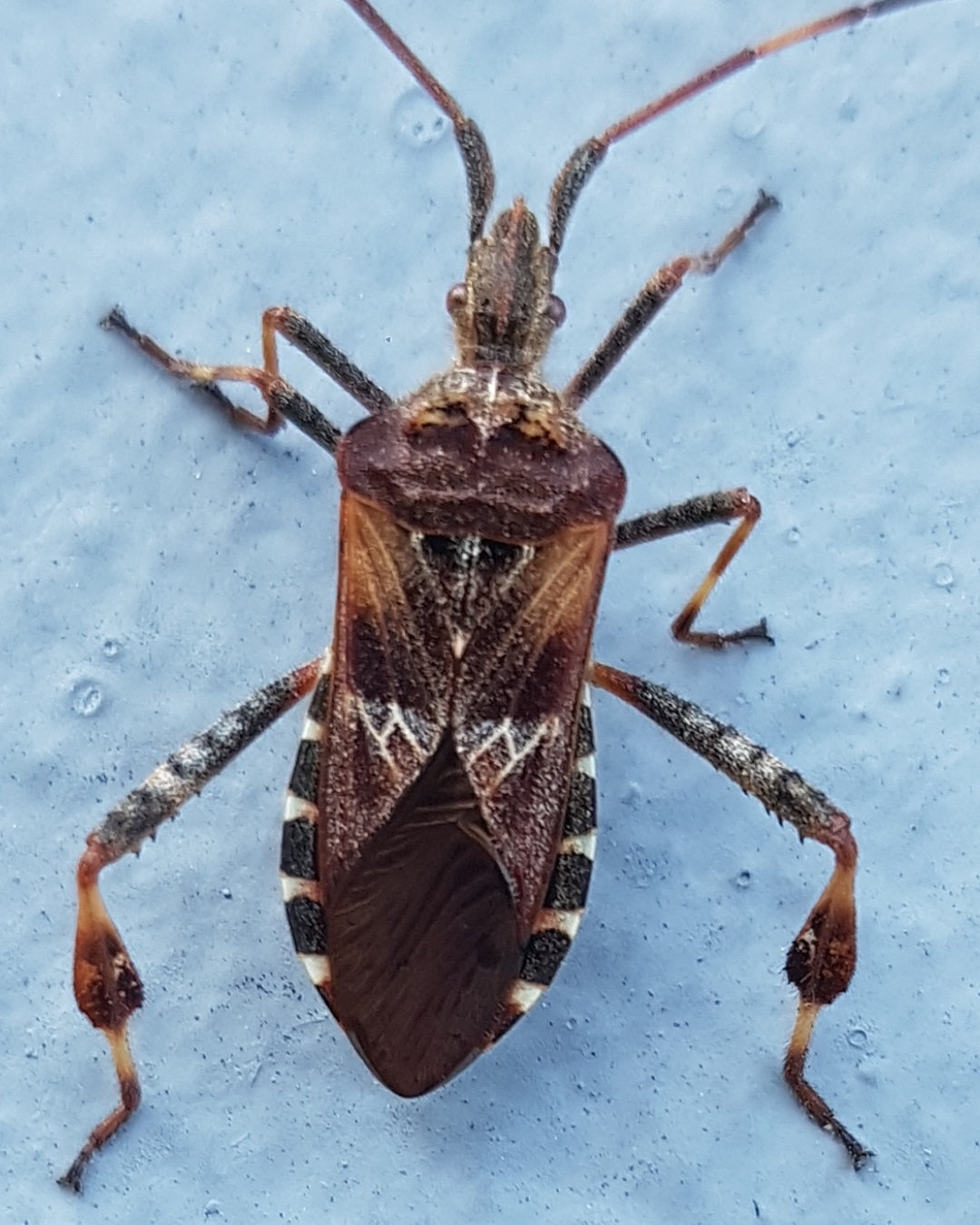 Shield Bugs — BBC Gardeners' World Magazine