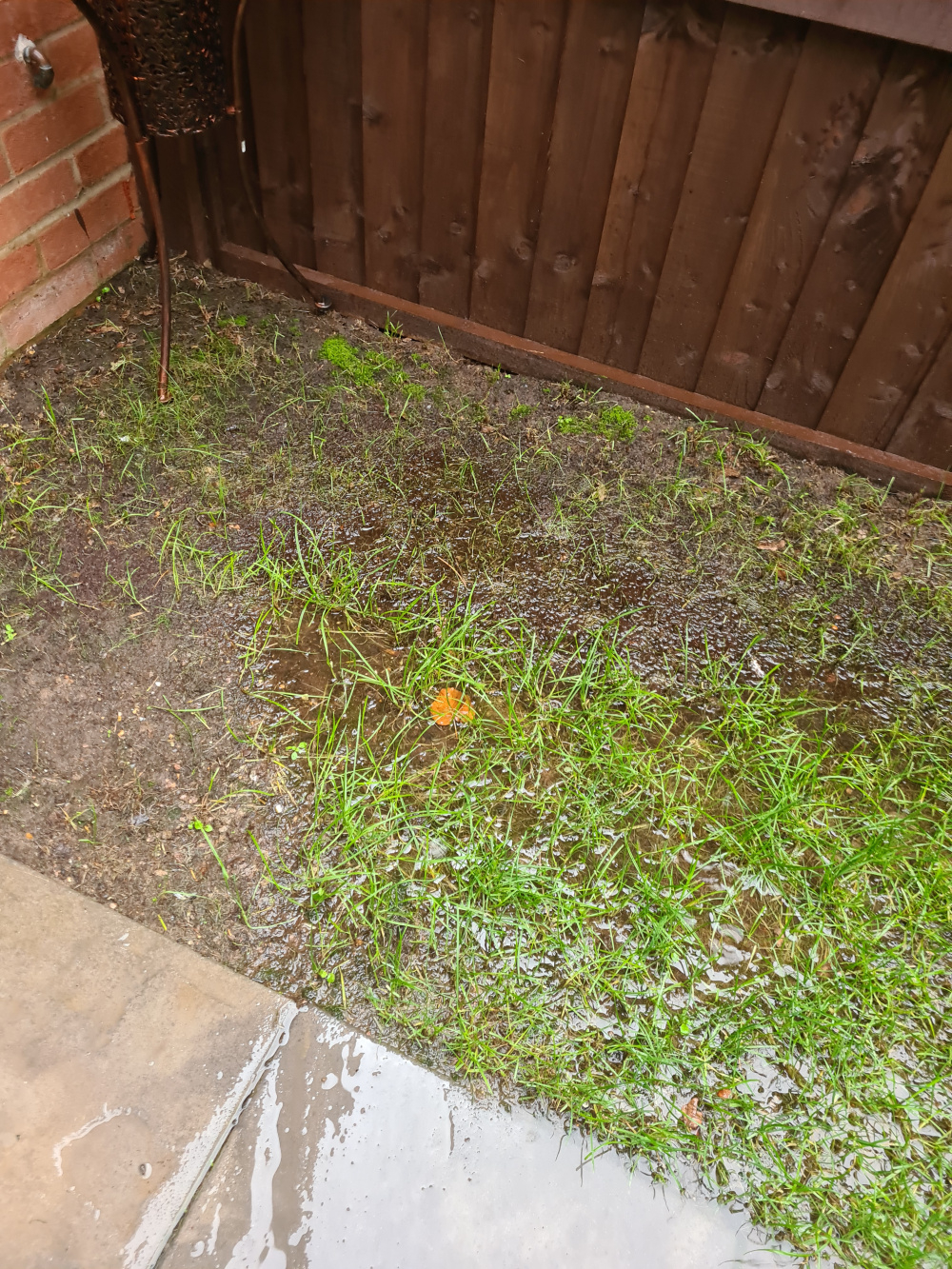 Waterlogged garden — BBC Gardeners' World Magazine