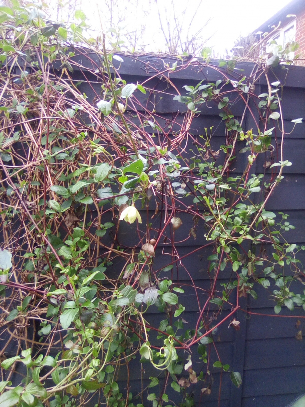 Clematis not flowering — BBC Gardeners' World Magazine