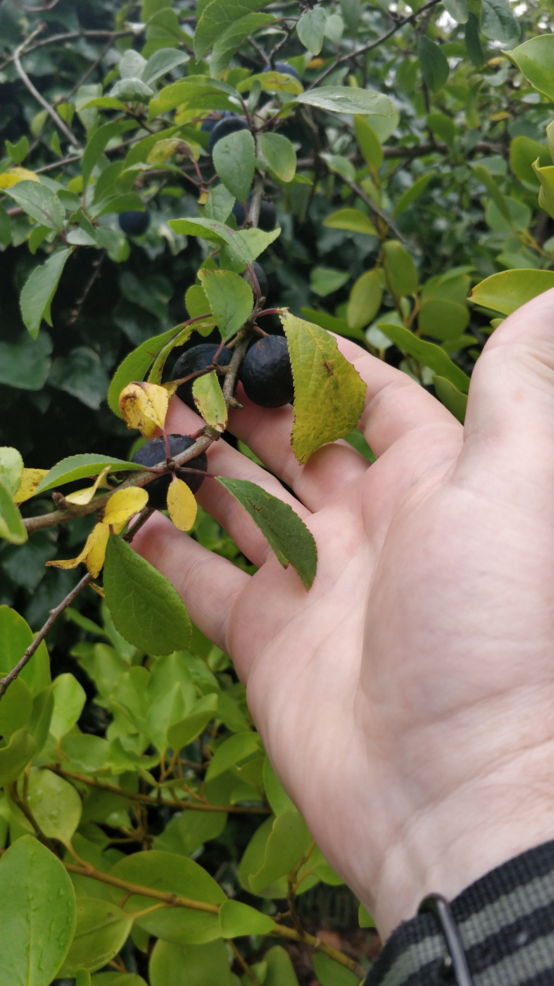 Tree & Berry Identification — BBC Gardeners' World Magazine