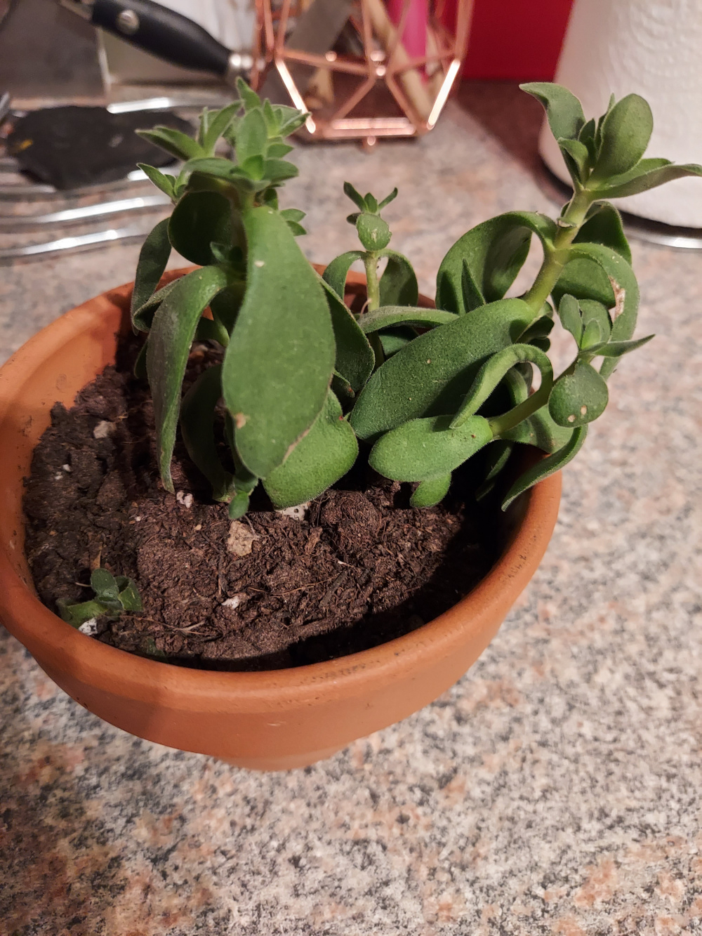 Succulent jade drooping ?? — BBC Gardeners� World Magazine