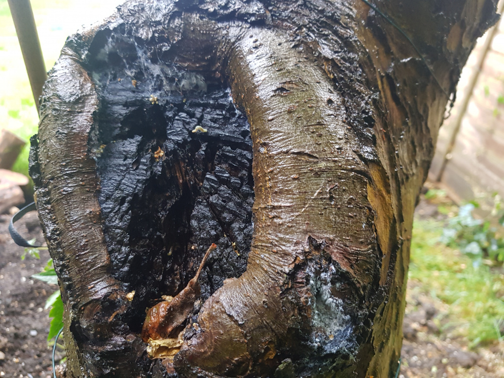 White fungus on apple tree — BBC Gardeners' World Magazine