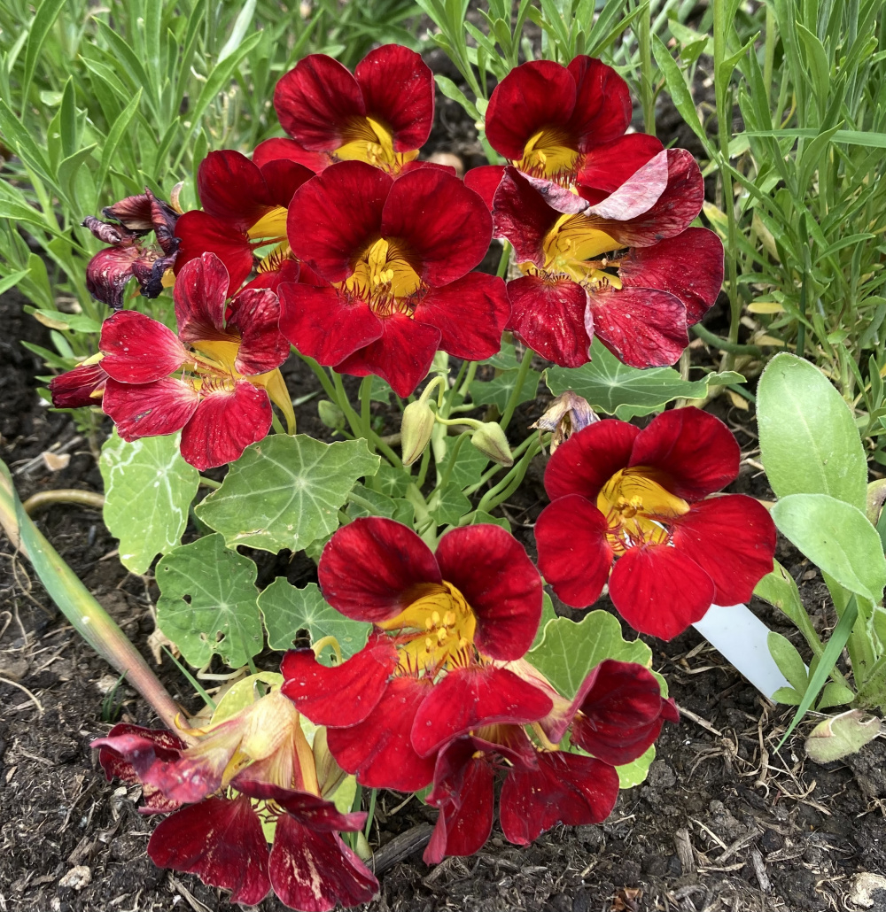 Nasturtium Black Velvet — BBC Gardeners' World Magazine