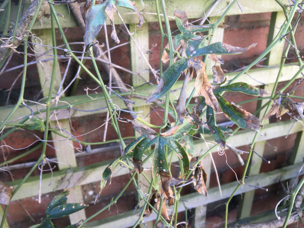 Wilting passion flower — BBC Gardeners' World Magazine