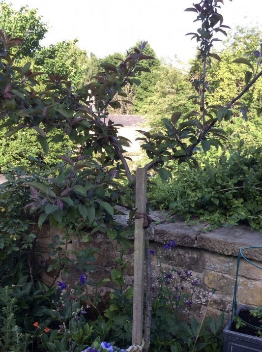 Growing a Plum Tree in a container — BBC Gardeners' World Magazine