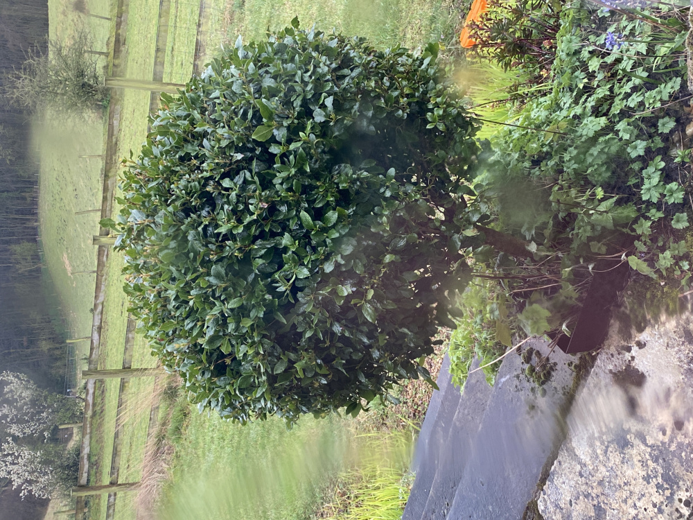 Viburnum not flowering — BBC Gardeners' World Magazine