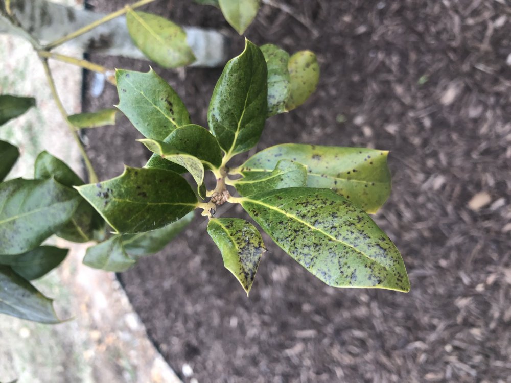 Brown spotted and brown leaves on Holly Tree — BBC Gardeners' World