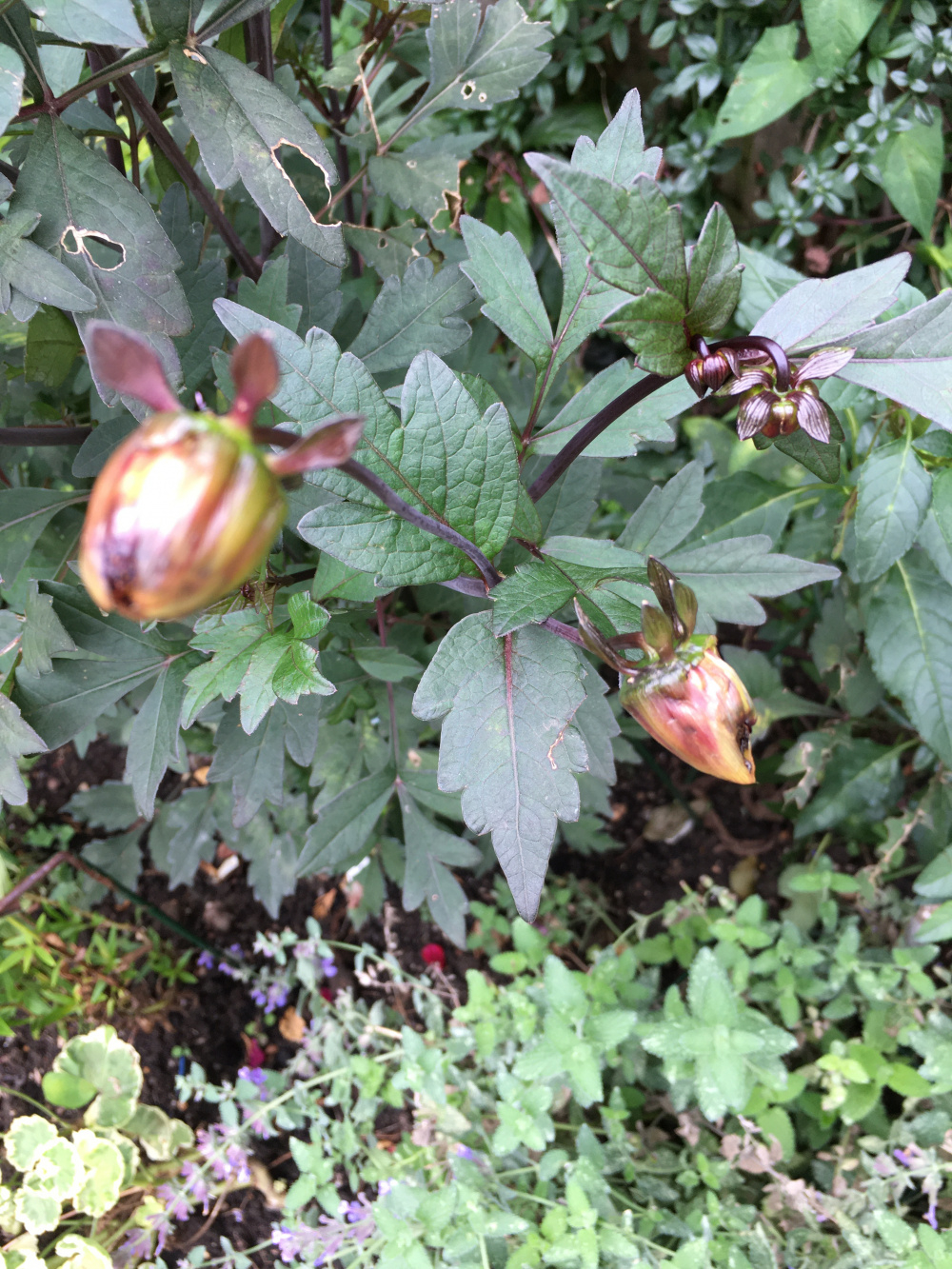 Dalia buds not opening — BBC Gardeners' World Magazine