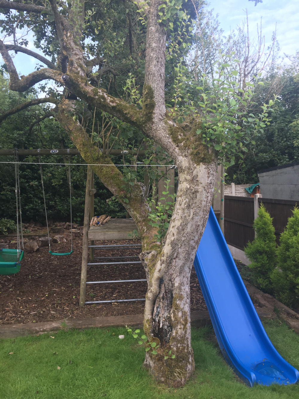 Apple Tree Health — BBC Gardeners' World Magazine