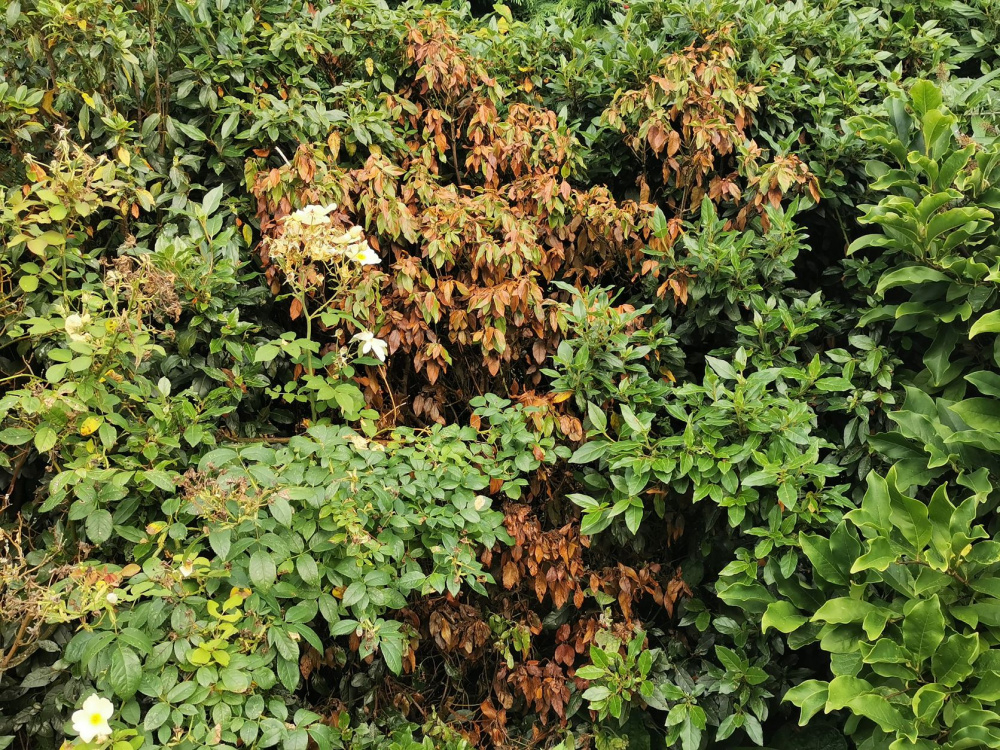 Hibiscus/variegated laurel/viburnum tinus dying — BBC Gardeners' World