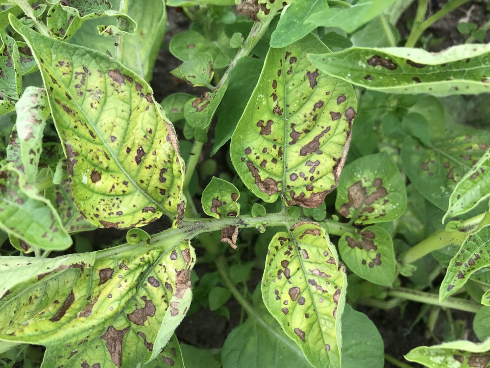 Brown Spots On Tomato Plant Leaves BBC Gardeners World Magazine