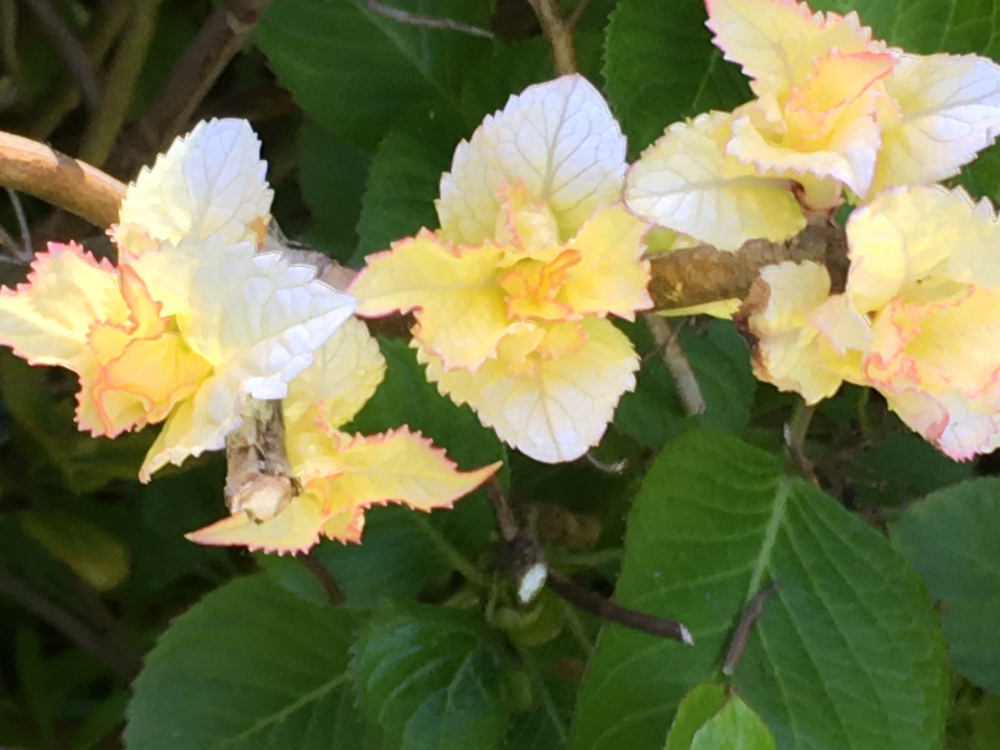 Hydrangeas leaves turning white Page 2 — BBC Gardeners' World Magazine
